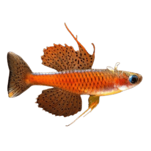 Red Neon Blue Eye (Pseudomugil Luminatus) (Indo)