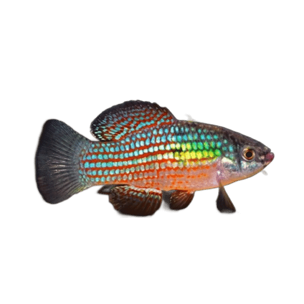 Florida Flag fish